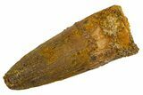 Fossil Spinosaurus Tooth - Real Dinosaur Tooth #326188-1